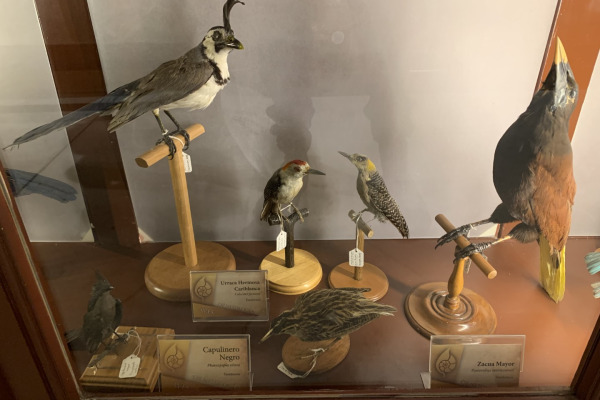 Golden-fronted Woodpecker