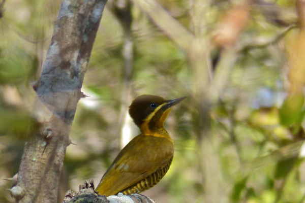Golden-green Woodpecker
