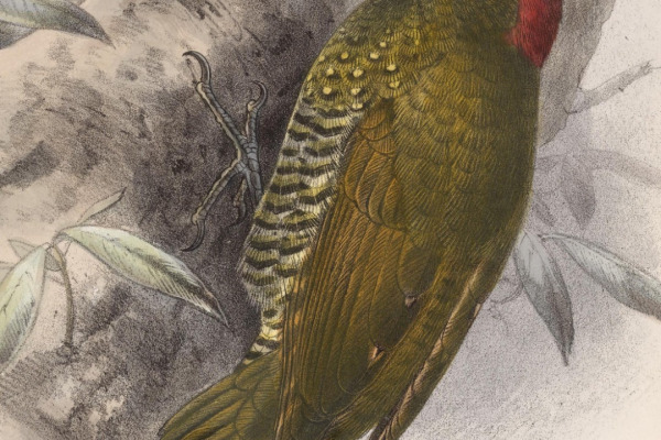 Golden-green Woodpecker