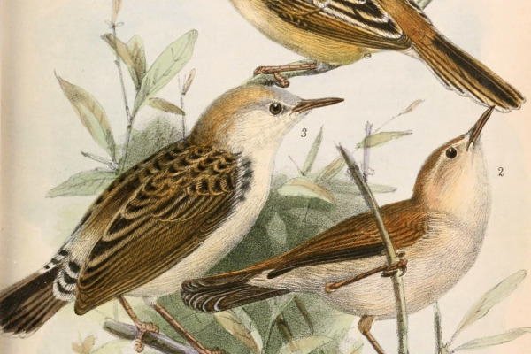 Golden-headed Cisticola