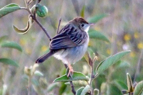 Golden-headed Cisticola