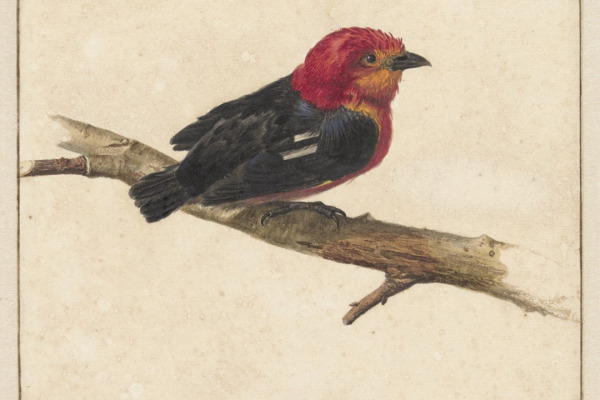 Golden-headed Manakin