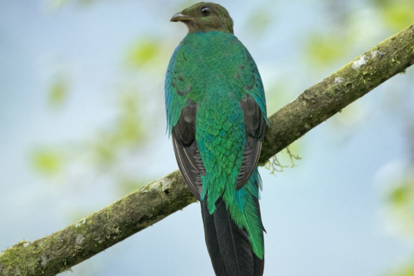 Golden-headed Quetzal