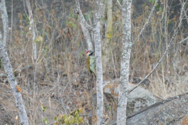 Golden-olive Woodpecker