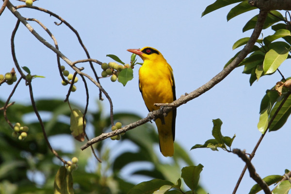 Golden Oriole
