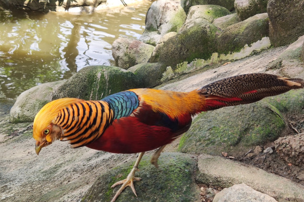 Golden Pheasant