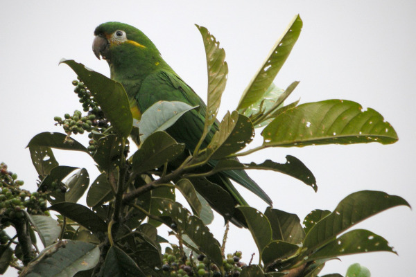 Golden-plumed Parakeet