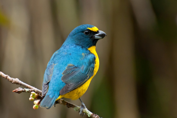 Golden-rumped Euphonia