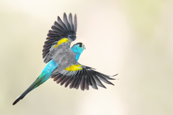 Golden-shouldered Parrot