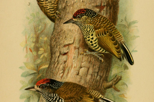 Golden-spangled Piculet