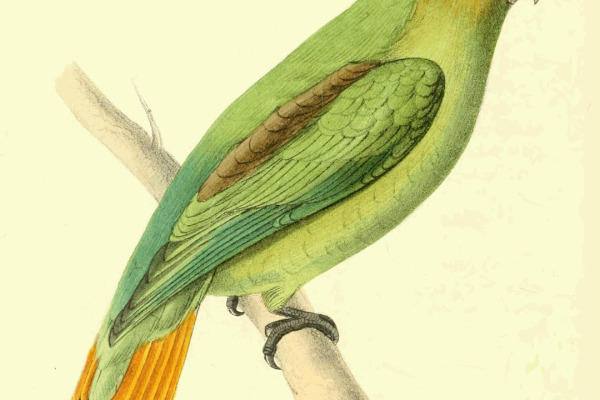 Golden-tailed Parrotlet