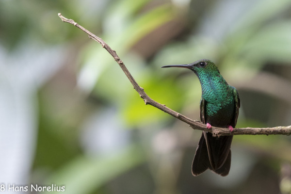 Golden-tailed Sapphire