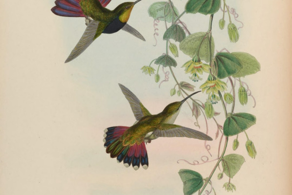 Golden-tailed Sapphire