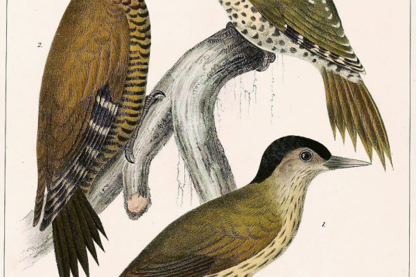 Golden-tailed Woodpecker