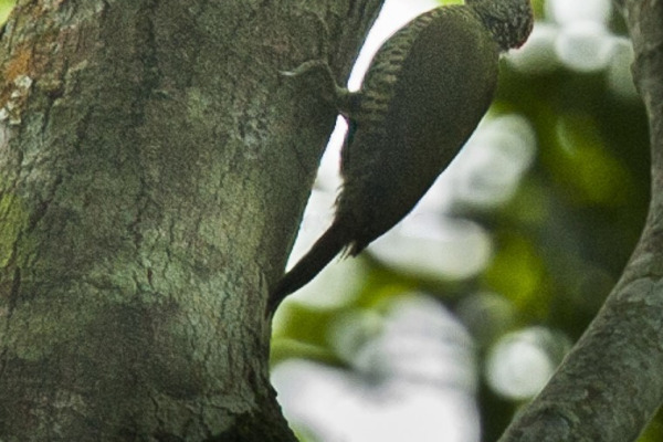 Golden-tailed Woodpecker
