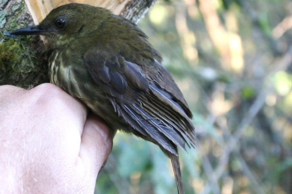 Golden-throated Arcanator