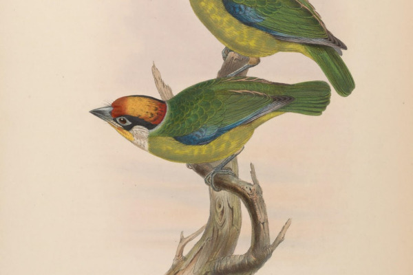 Golden-throated Barbet