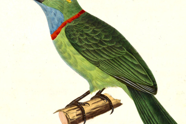 Golden-throated Barbet