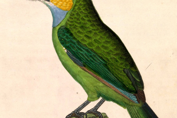 Golden-throated Barbet