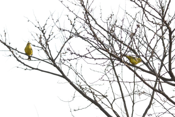 Golden Vireo