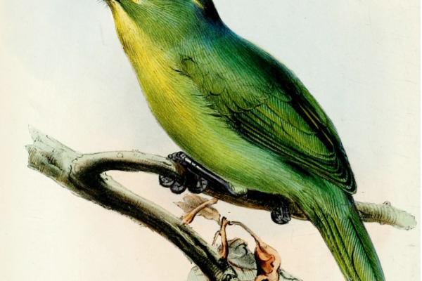 Golden Vireo