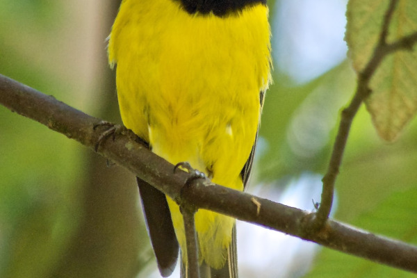 Golden Whistler