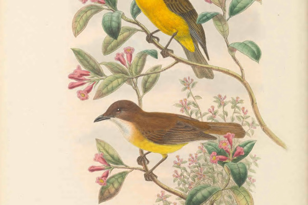 Golden Whistler