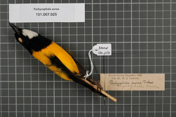 Golden Whistler