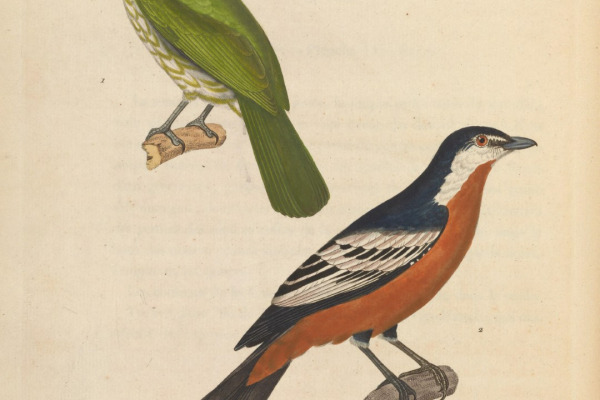 Golden Whistler