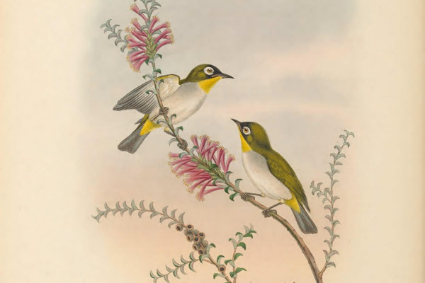 Golden White-eye
