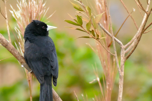 Golden-winged cacique