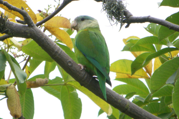Golden-winged Parakeet