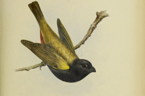 Golden-winged Saltator