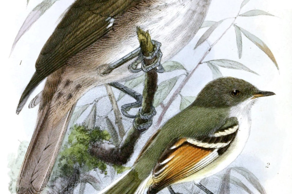 Golden-winged Tody-Flycatcher