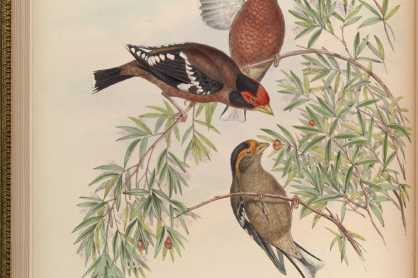 Golden-winged Warbler