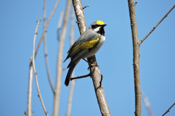 Golden-winged Warbler