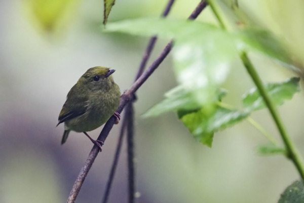 Golden-winged Warbler