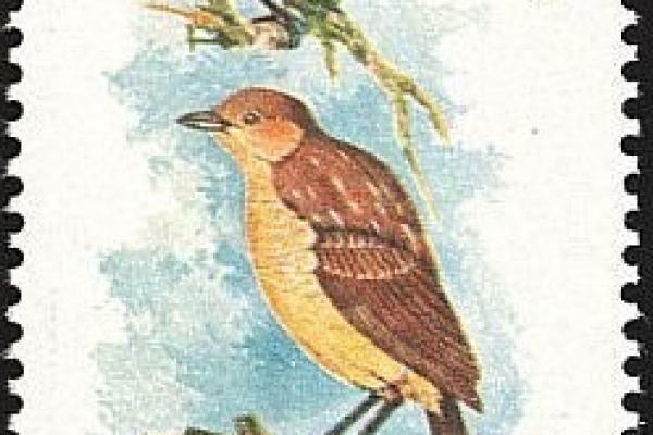 Goldie's Bird-of-Paradise