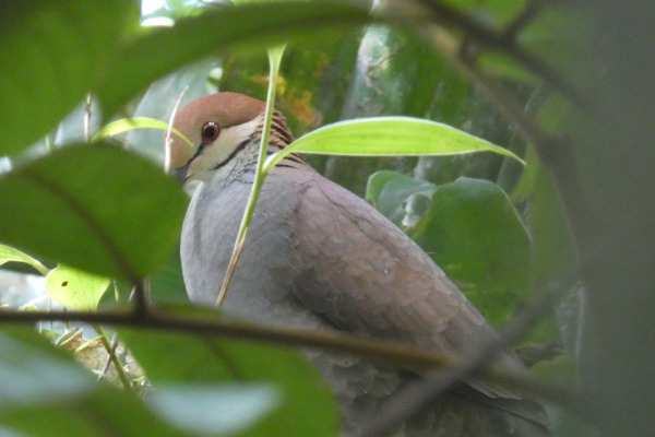 Goldman's Warbler