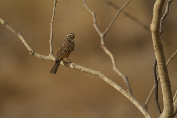 Gosling's bunting
