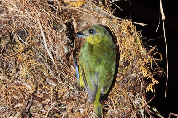 Gould's Euphonia