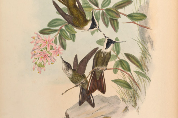 Gould's Jewelfront