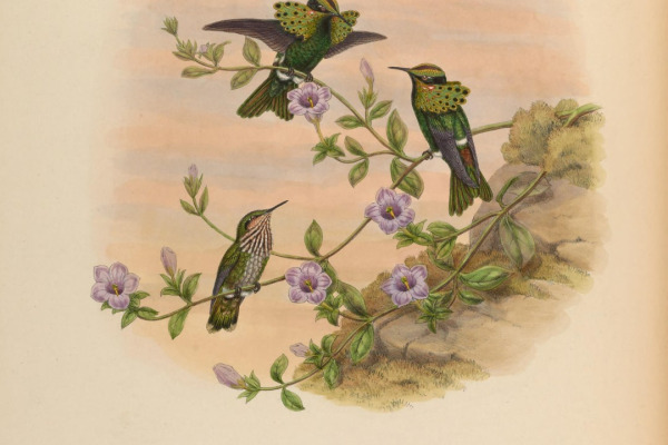 Gould's Jewelfront