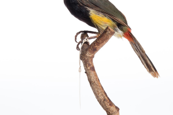 Gould's Toucanet