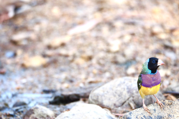 Gouldian Finch
