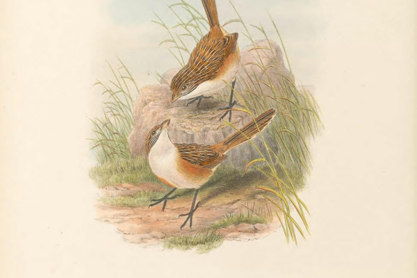 Goyder's Grasswren