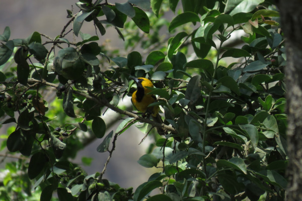 Grace's Oriole