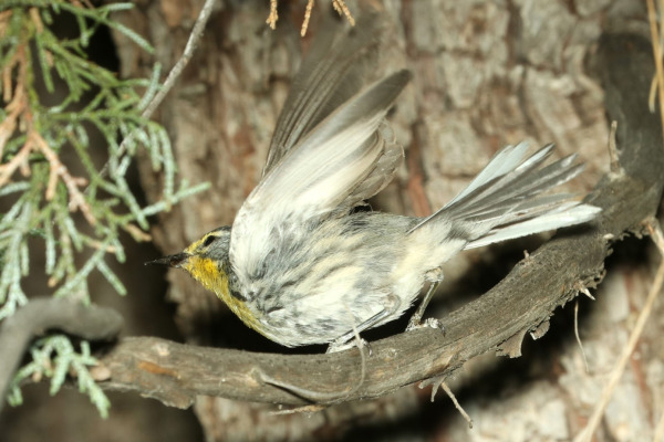 Grace's warbler
