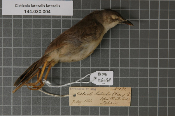Graceful Prinia