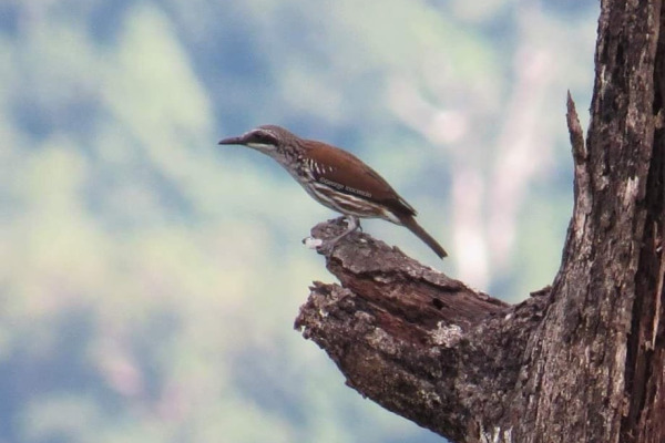 Grand Rhabdornis